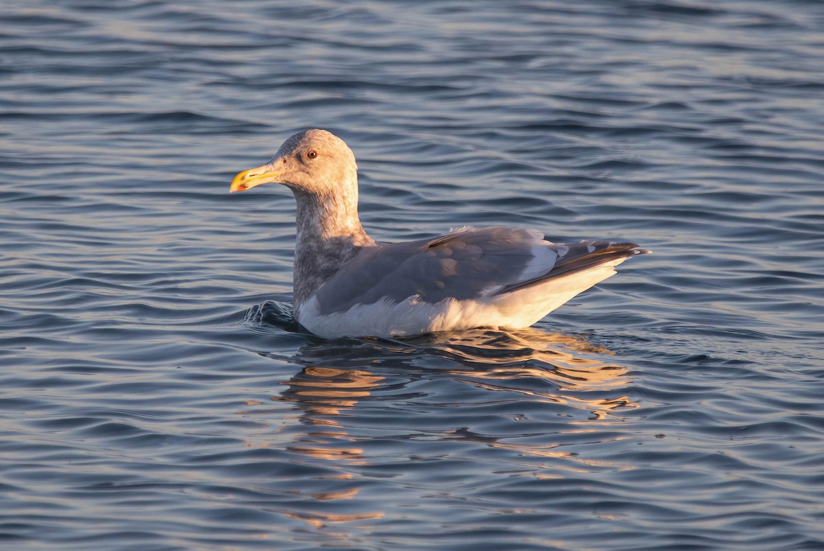 ワシカモメ - ML647005106