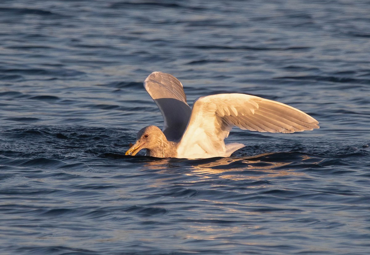 ワシカモメ - ML647005107