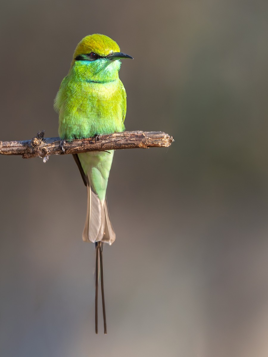 Guêpier d'Orient - ML647005108