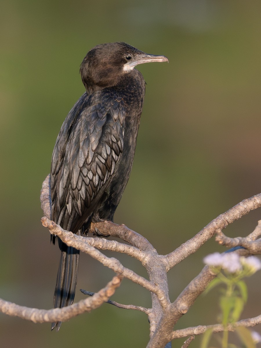 Cormoran de Vieillot - ML647005111