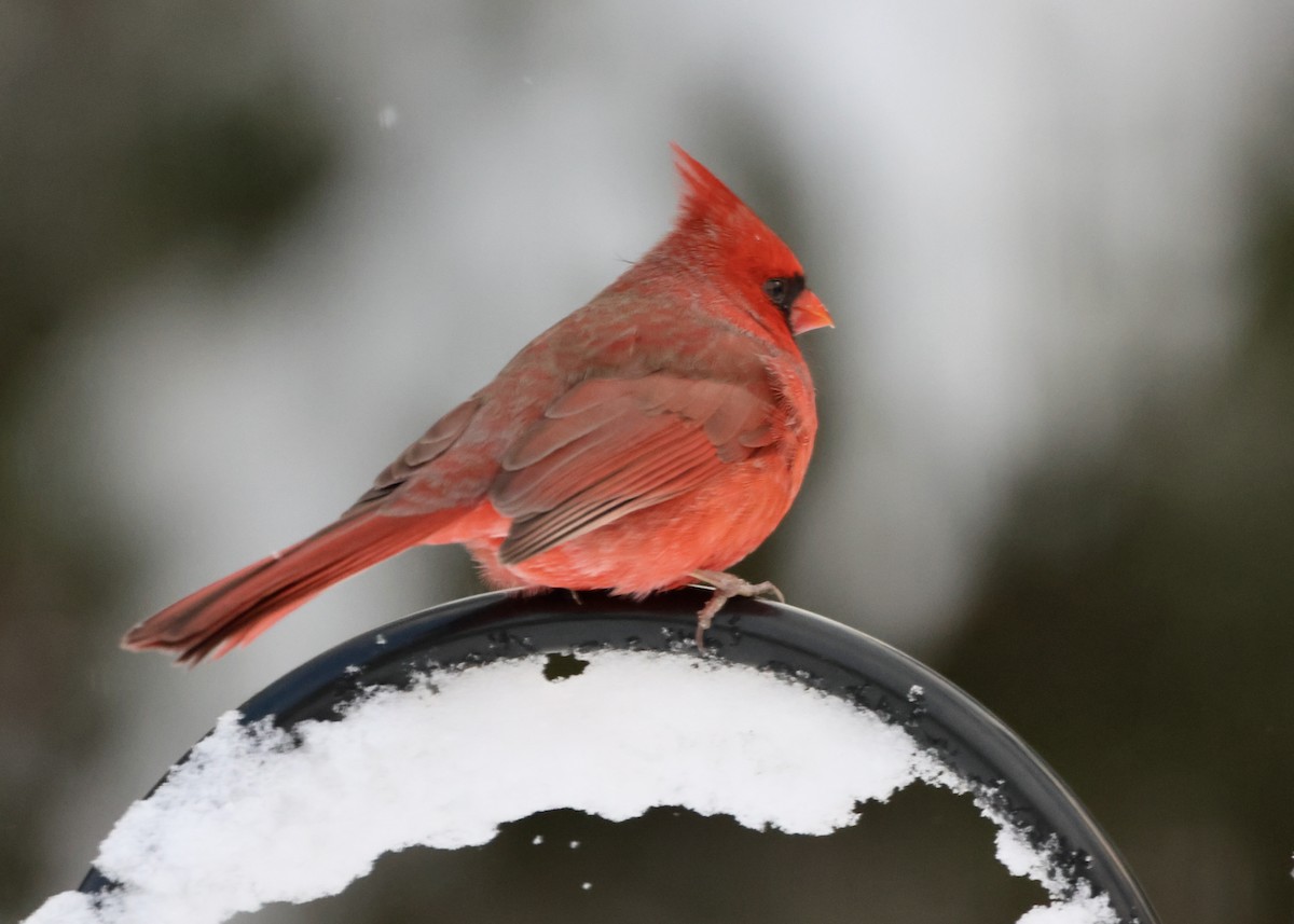 Cardinal rouge - ML647005127