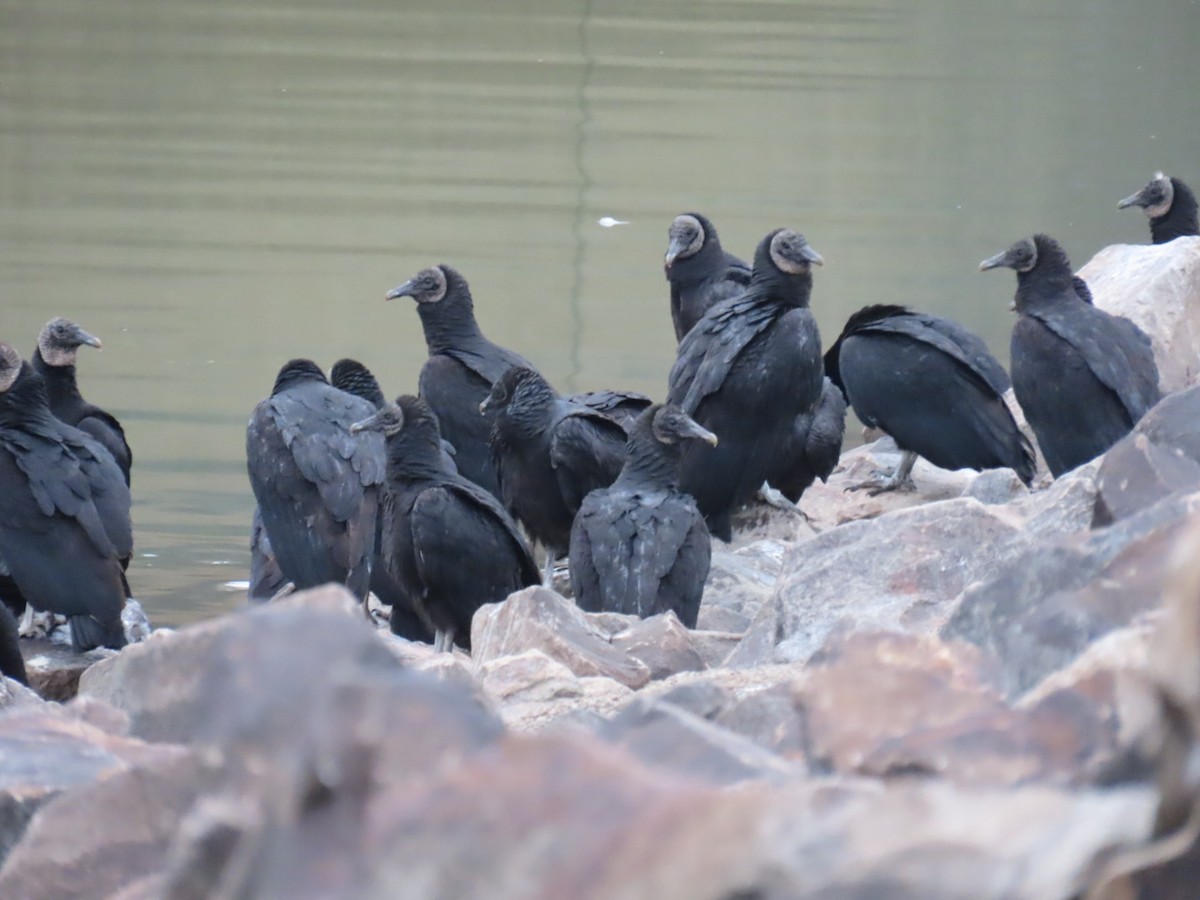 Чёрная катарта - ML647005132