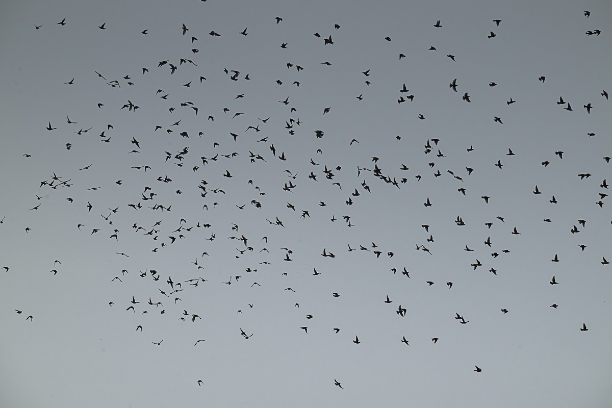 Buztanori boreala - ML647005137