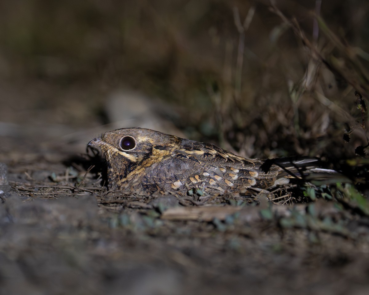 Chotacabras Hindú - ML647005138