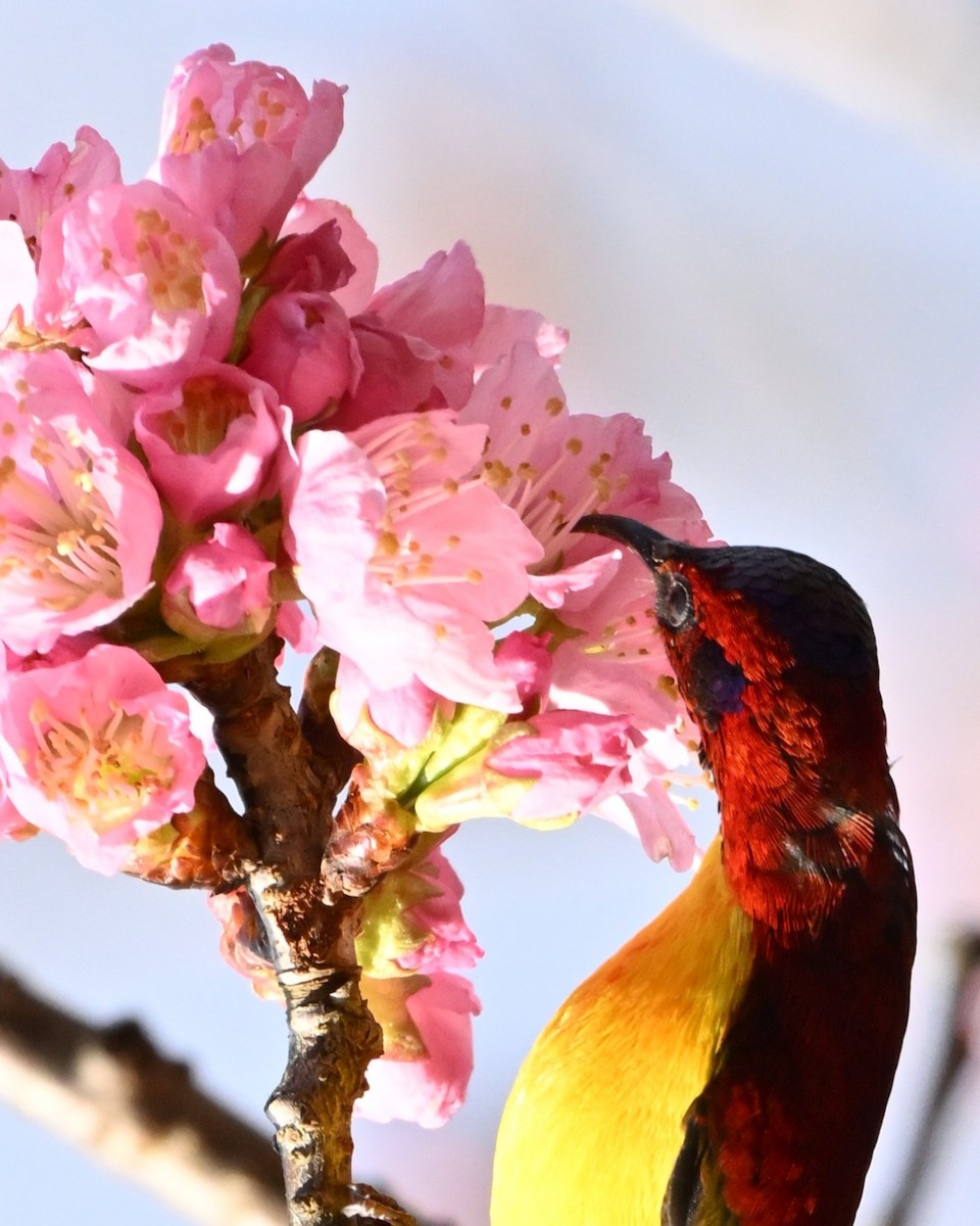 purpurkronesolfugl - ML647005140