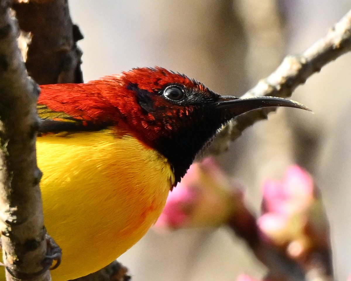 purpurkronesolfugl - ML647005141