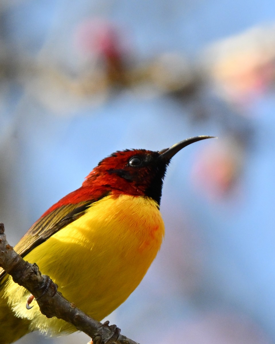 purpurkronesolfugl - ML647005142