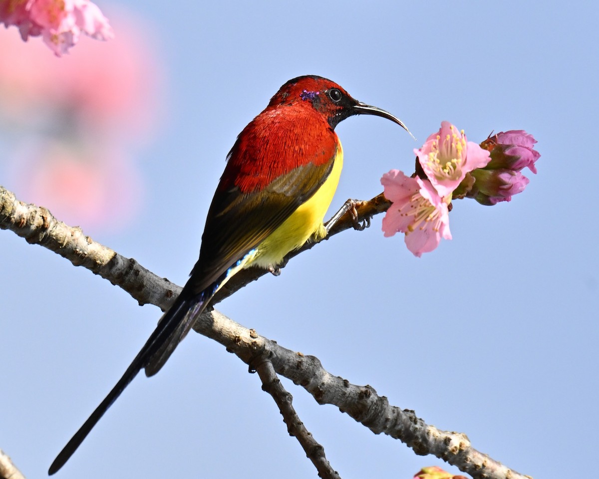 purpurkronesolfugl - ML647005143