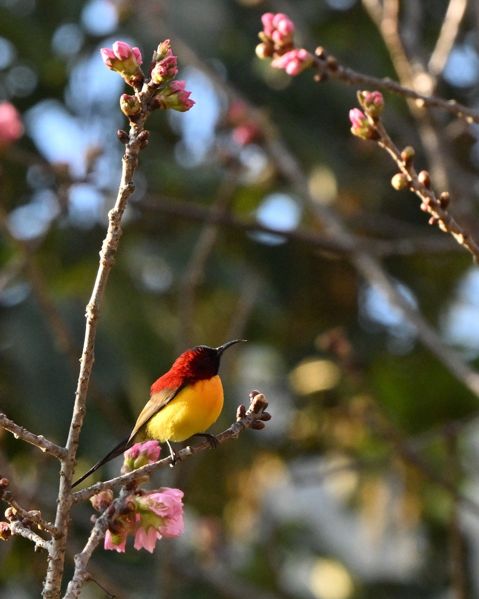 purpurkronesolfugl - ML647005144