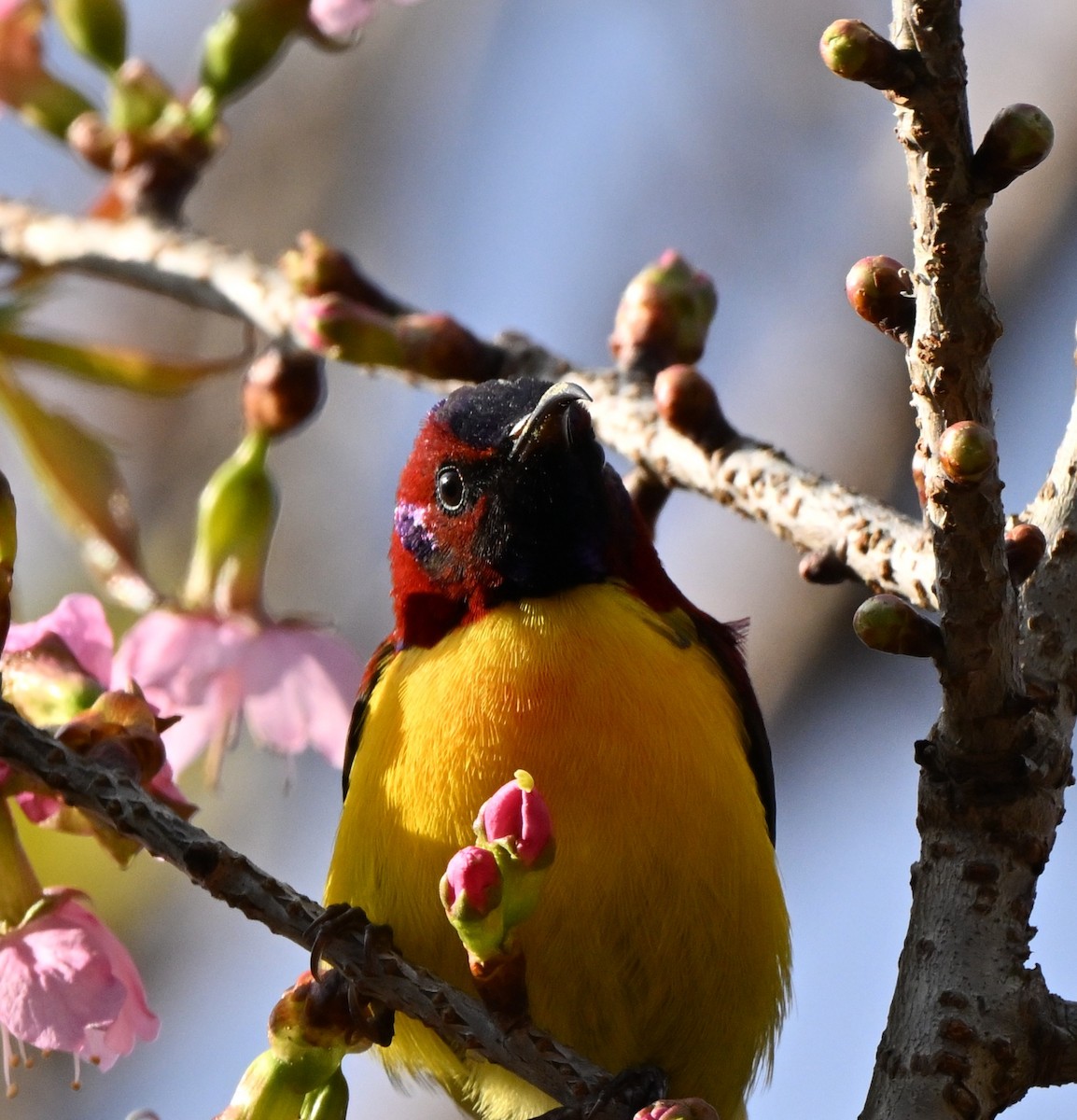 purpurkronesolfugl - ML647005145