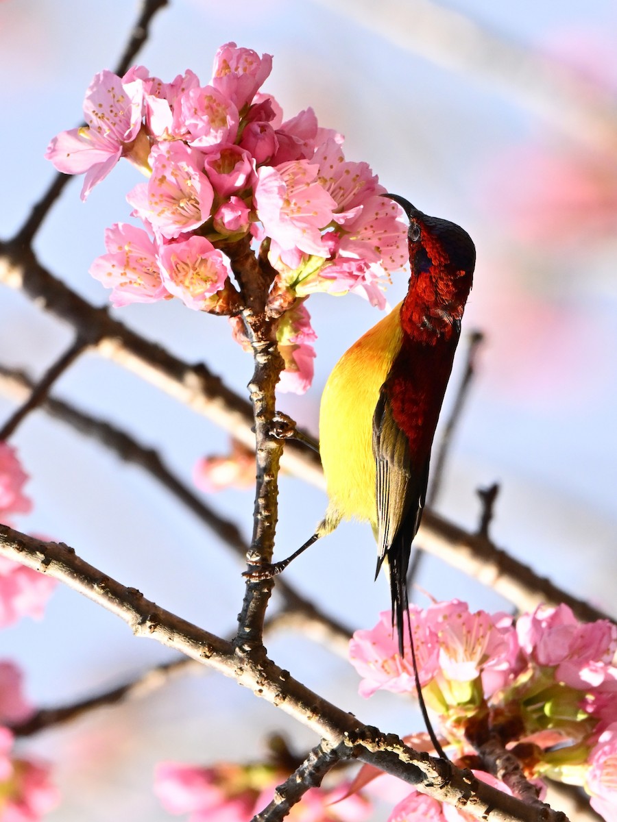 purpurkronesolfugl - ML647005146