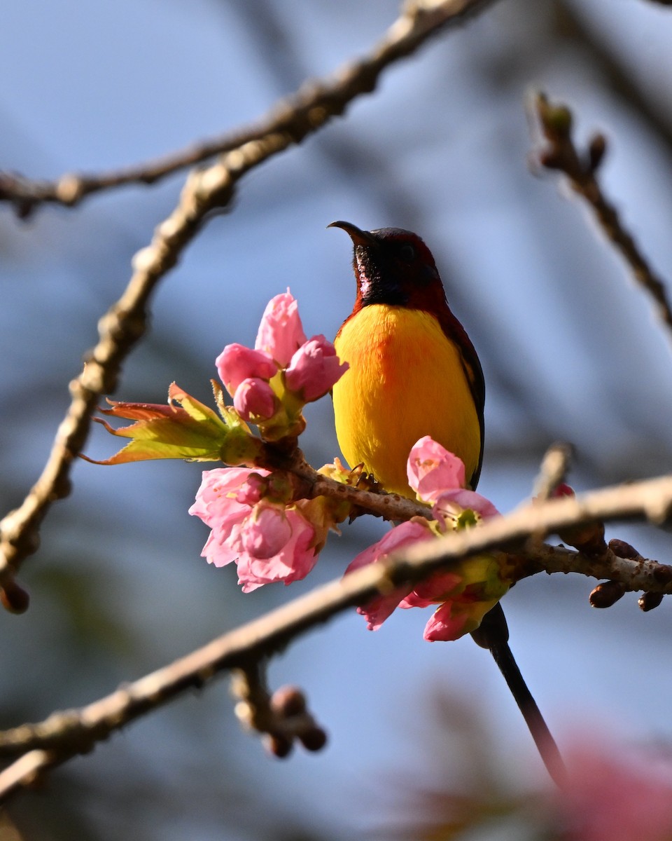 purpurkronesolfugl - ML647005147