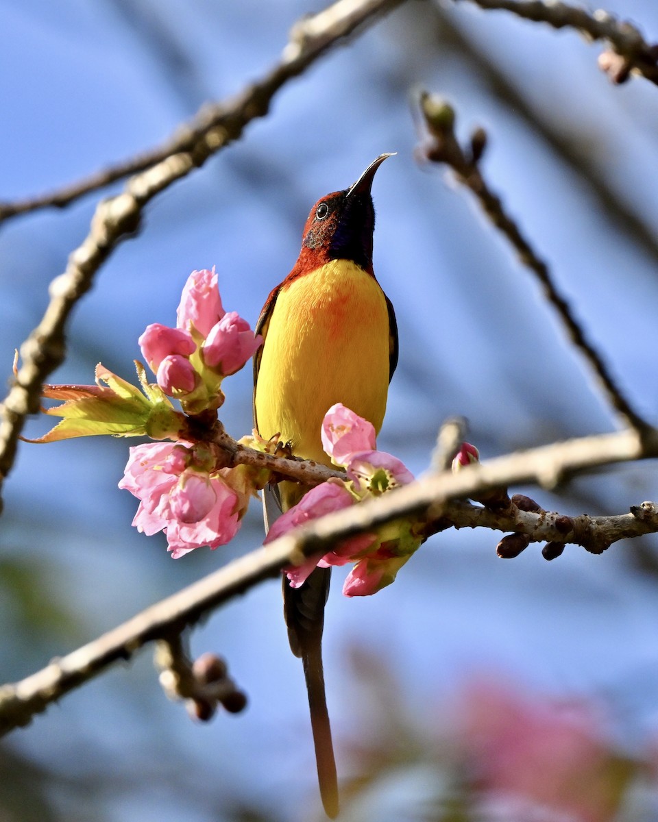 purpurkronesolfugl - ML647005148