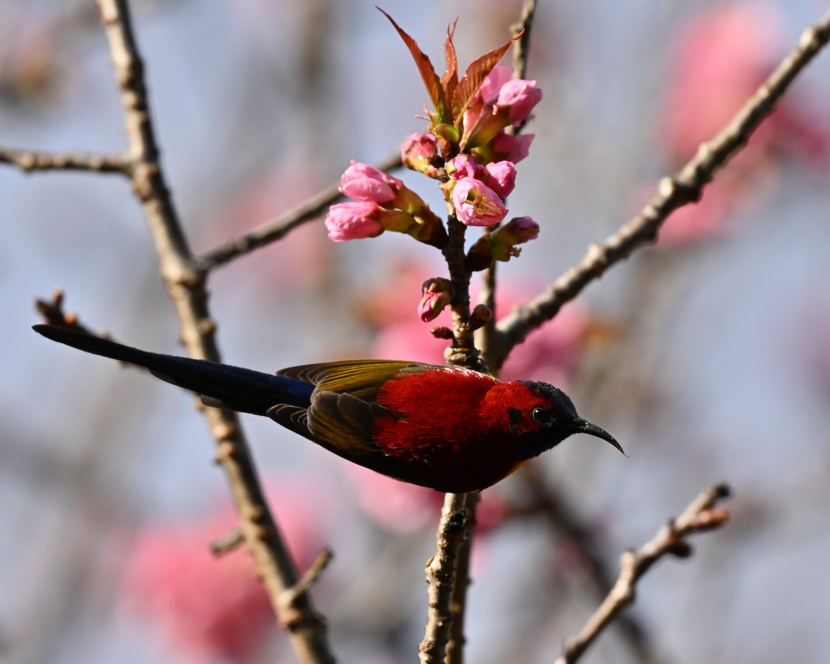 purpurkronesolfugl - ML647005149