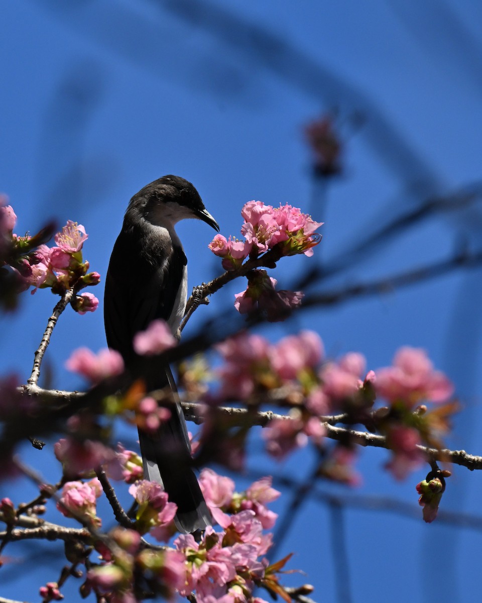 purpurkronesolfugl - ML647005150