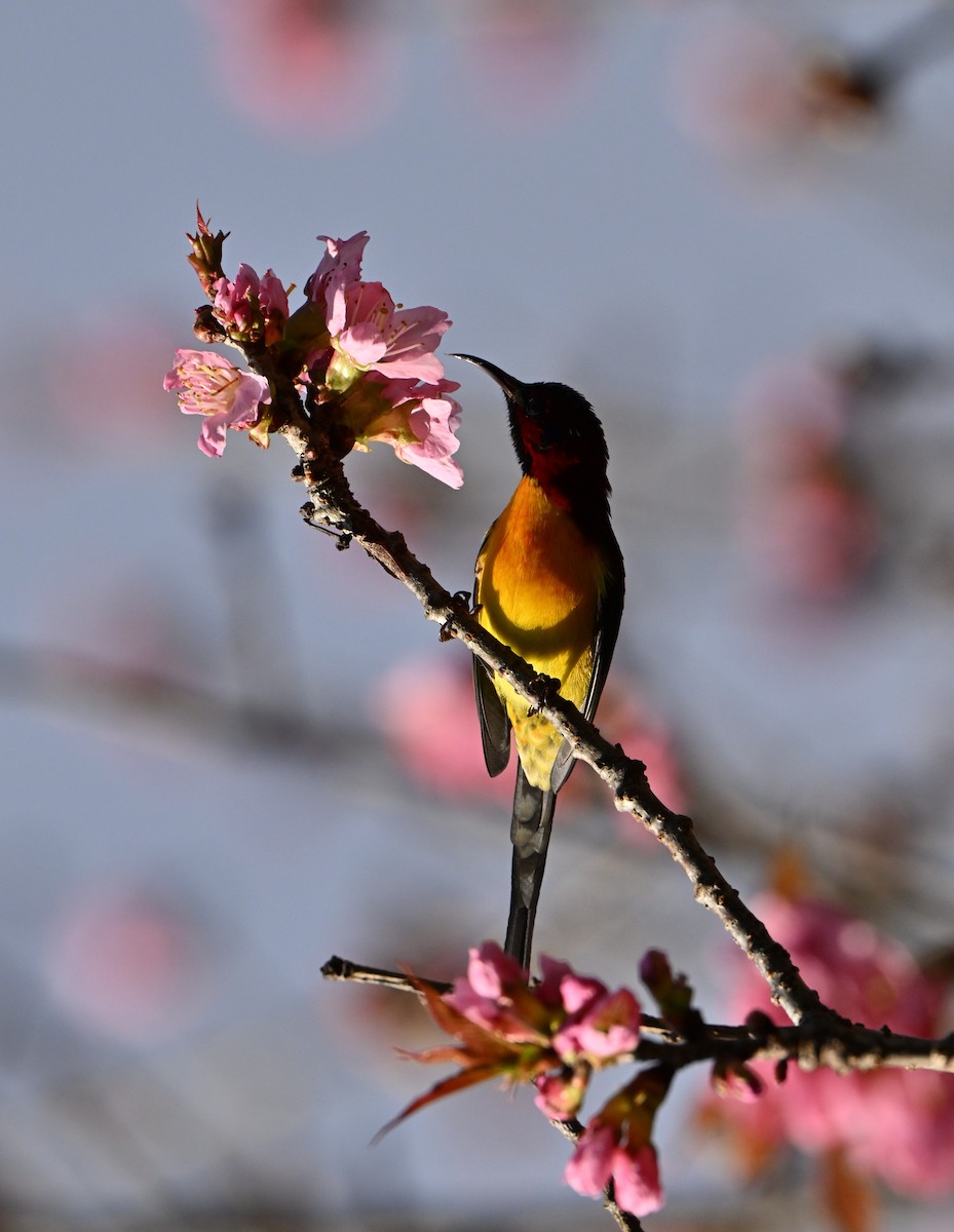 purpurkronesolfugl - ML647005153