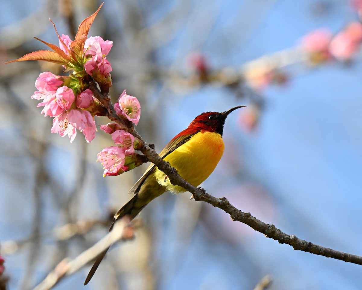 purpurkronesolfugl - ML647005154