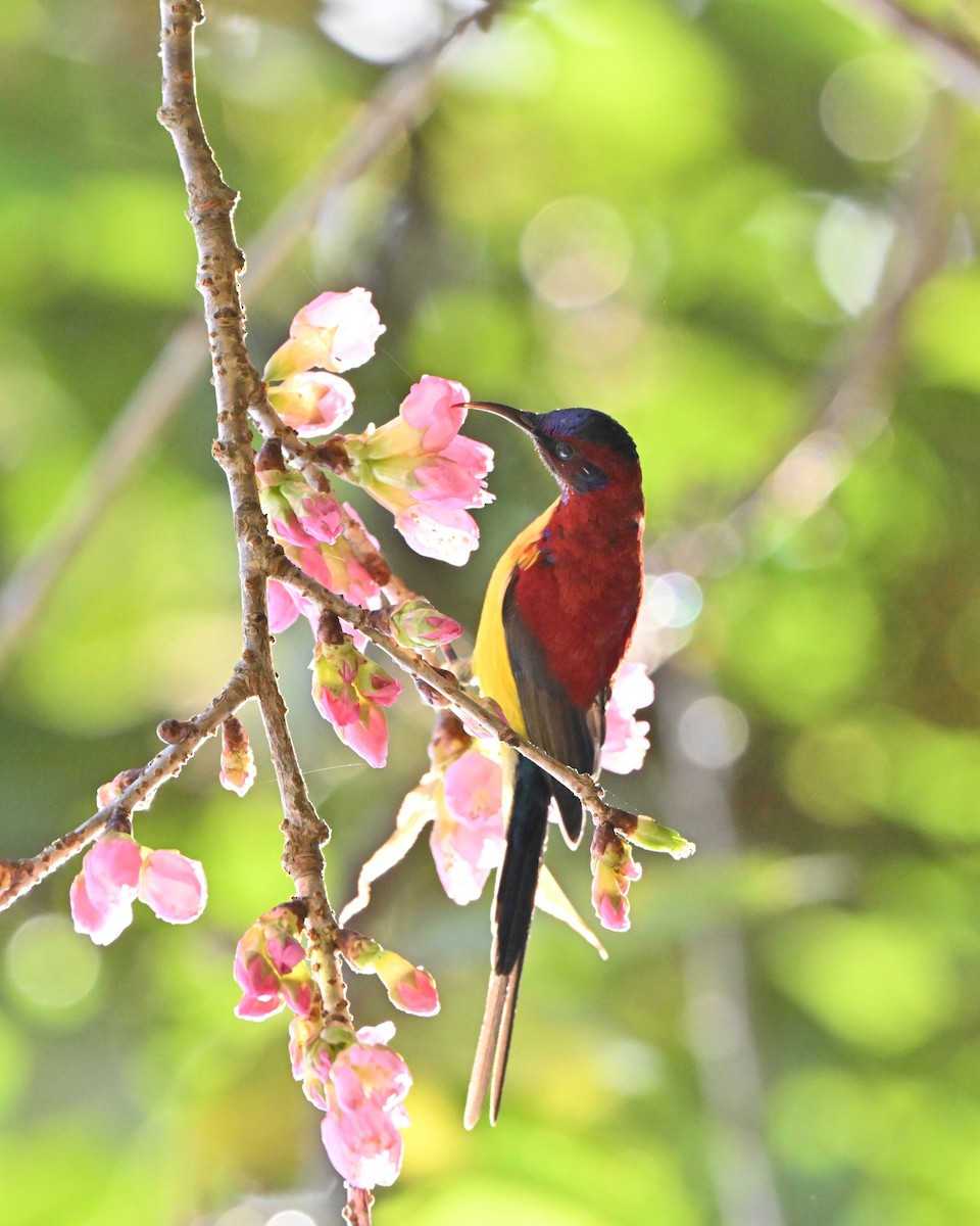 purpurkronesolfugl - ML647005155