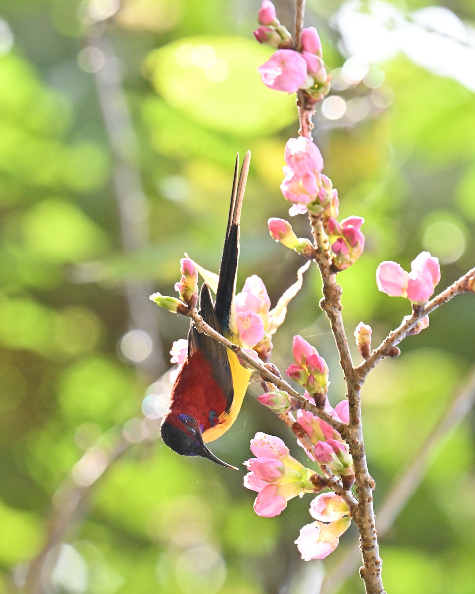 purpurkronesolfugl - ML647005156