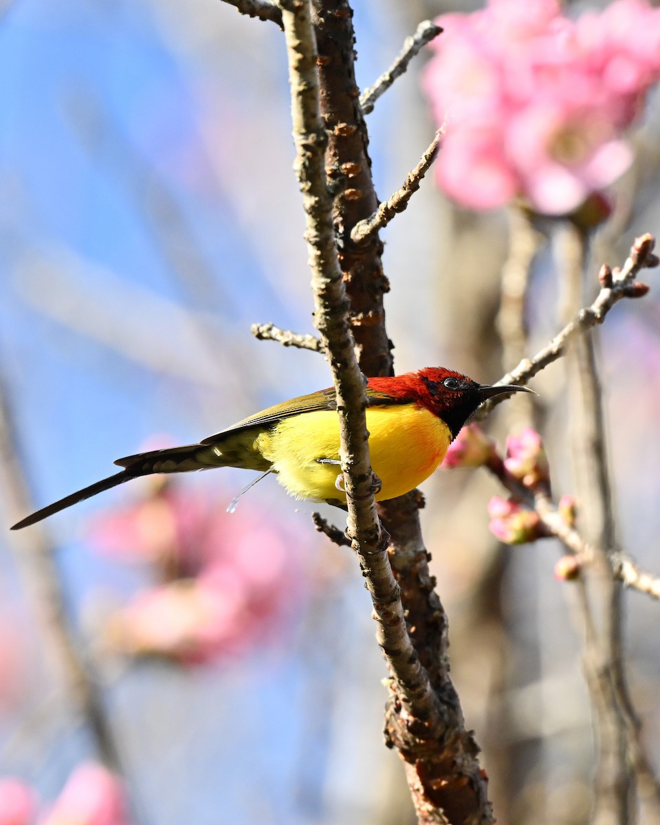 purpurkronesolfugl - ML647005157