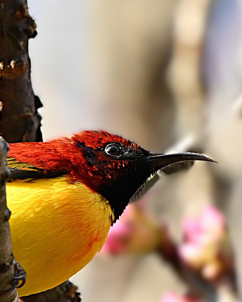 purpurkronesolfugl - ML647005158