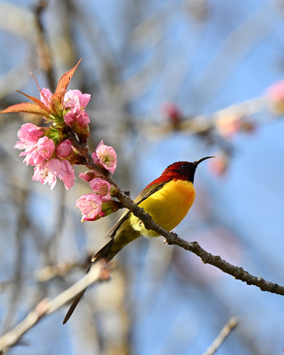 purpurkronesolfugl - ML647005159