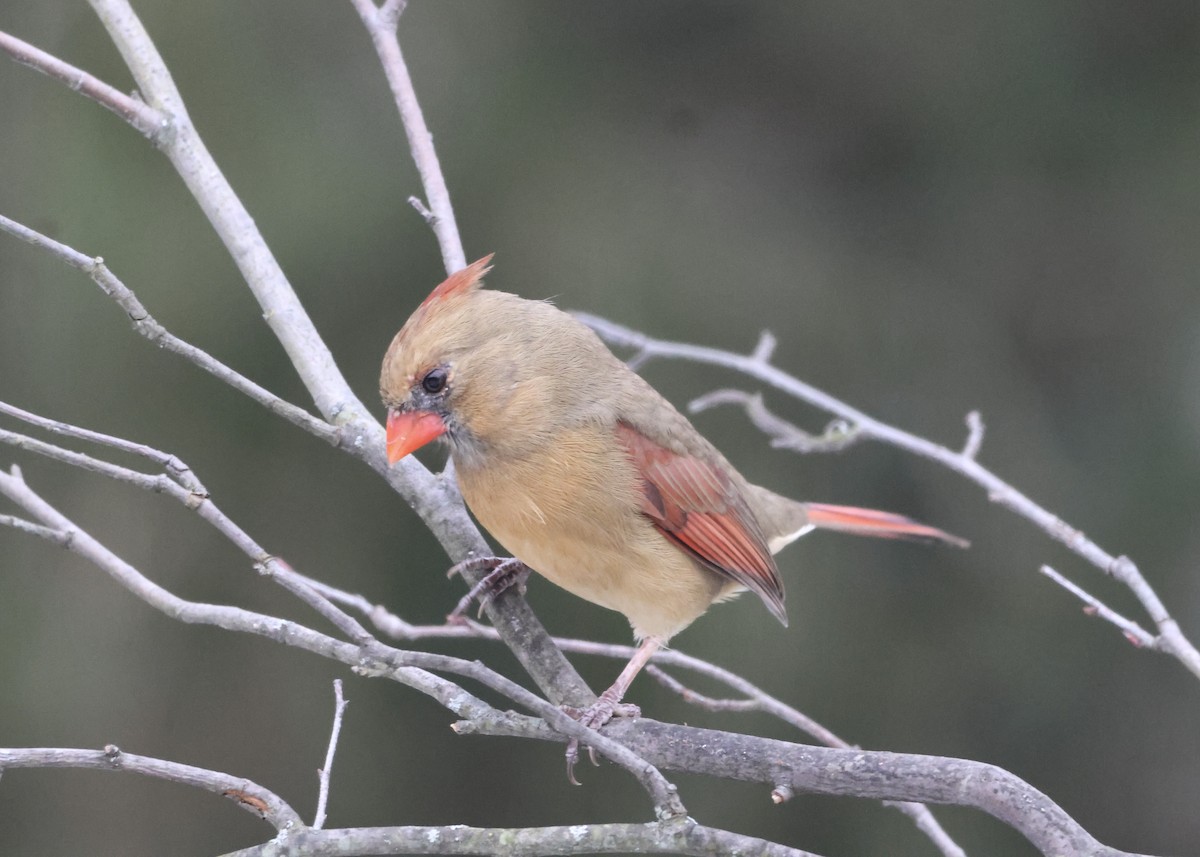 Cardinal rouge - ML647005160