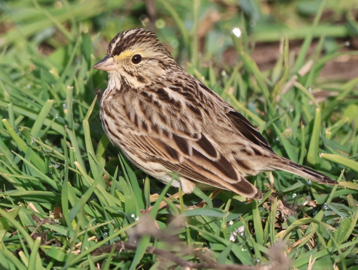 Savannah Sparrow - ML647005163