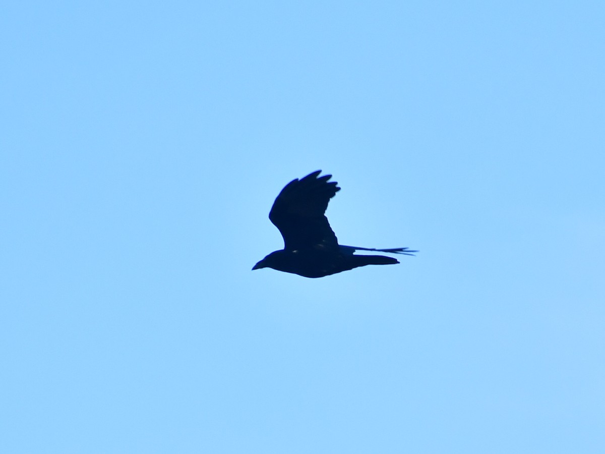 krkavec mexický - ML647005165