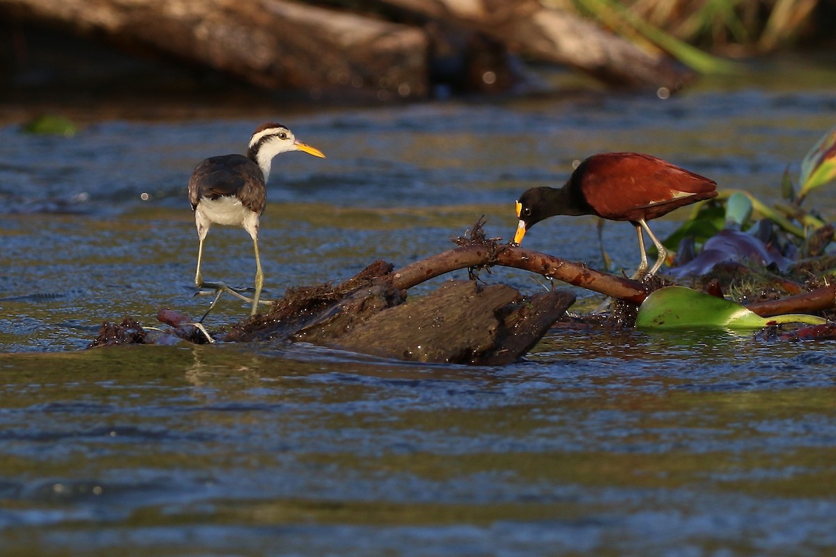 Northern Jacana - ML647005166