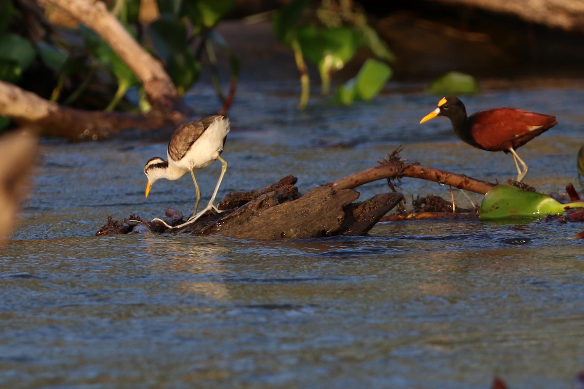 Northern Jacana - ML647005167