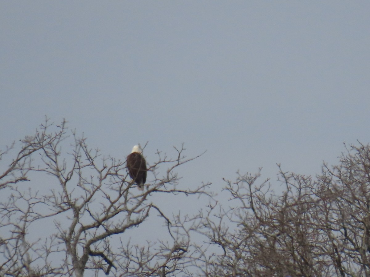 Bald Eagle - ML647005168