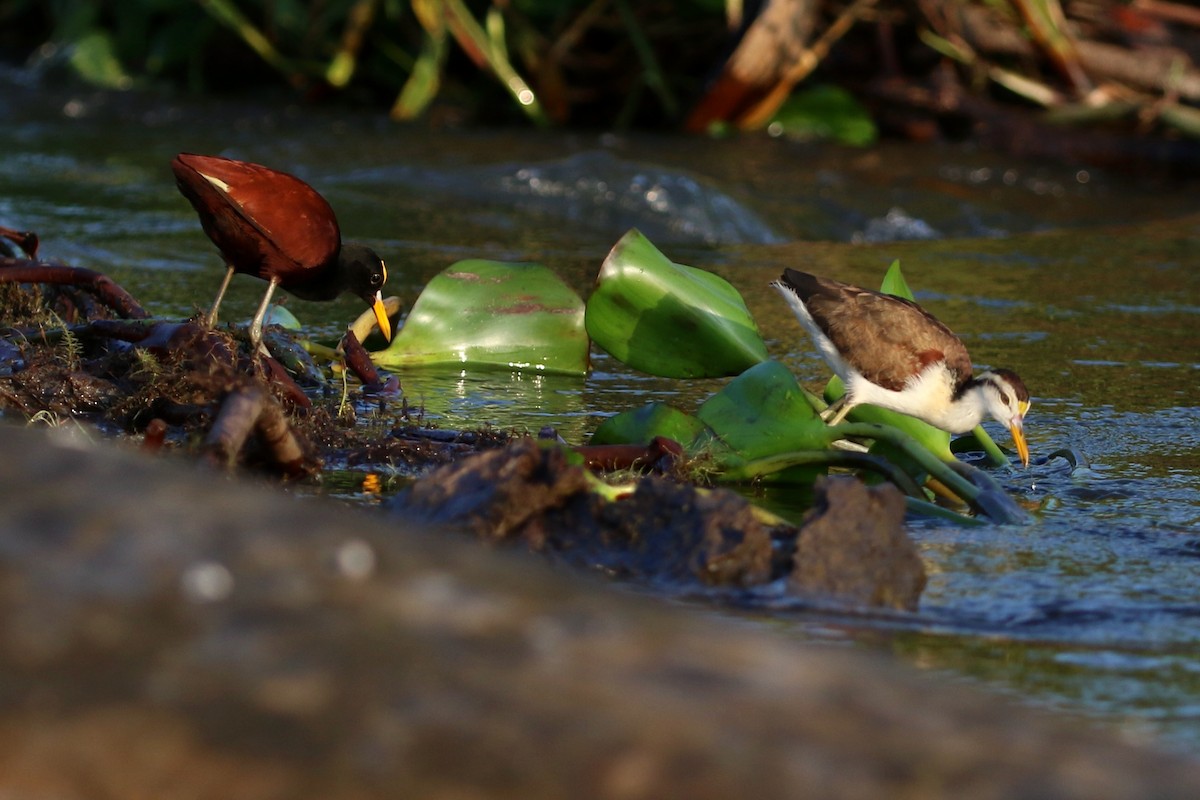 Northern Jacana - ML647005169