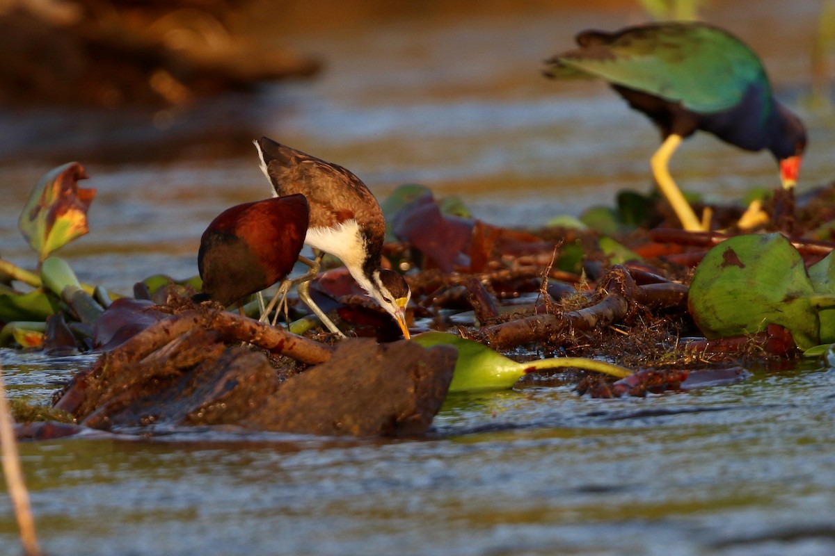 Northern Jacana - ML647005170