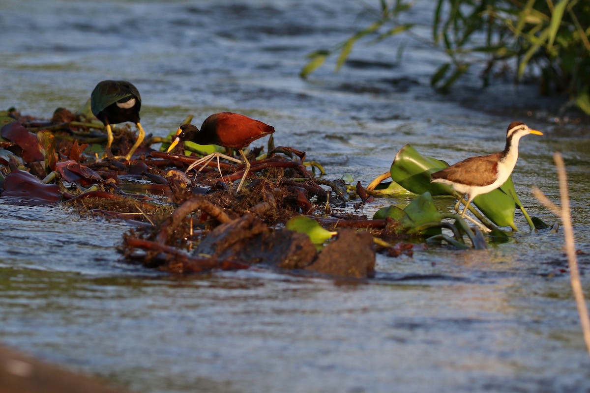 Northern Jacana - ML647005171