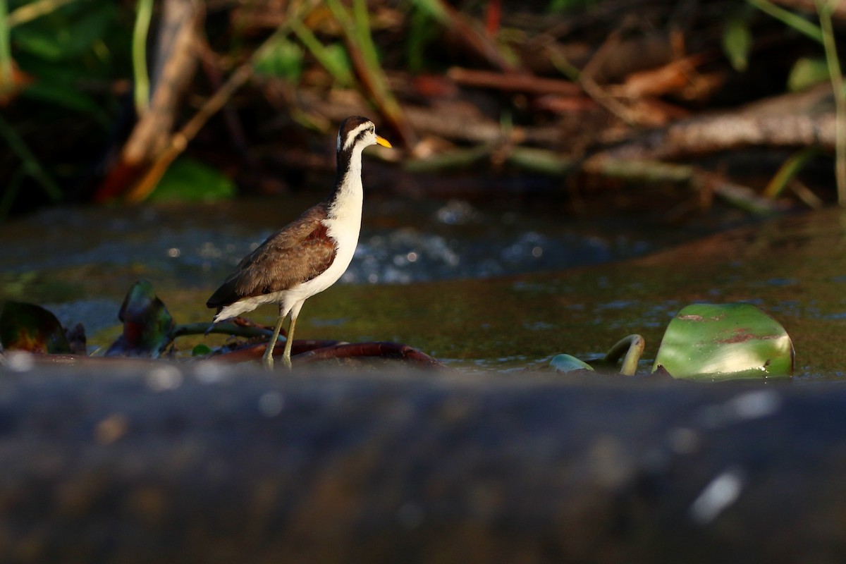 Northern Jacana - ML647005173