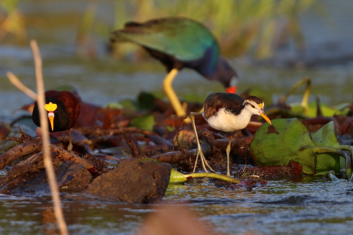 Northern Jacana - ML647005174
