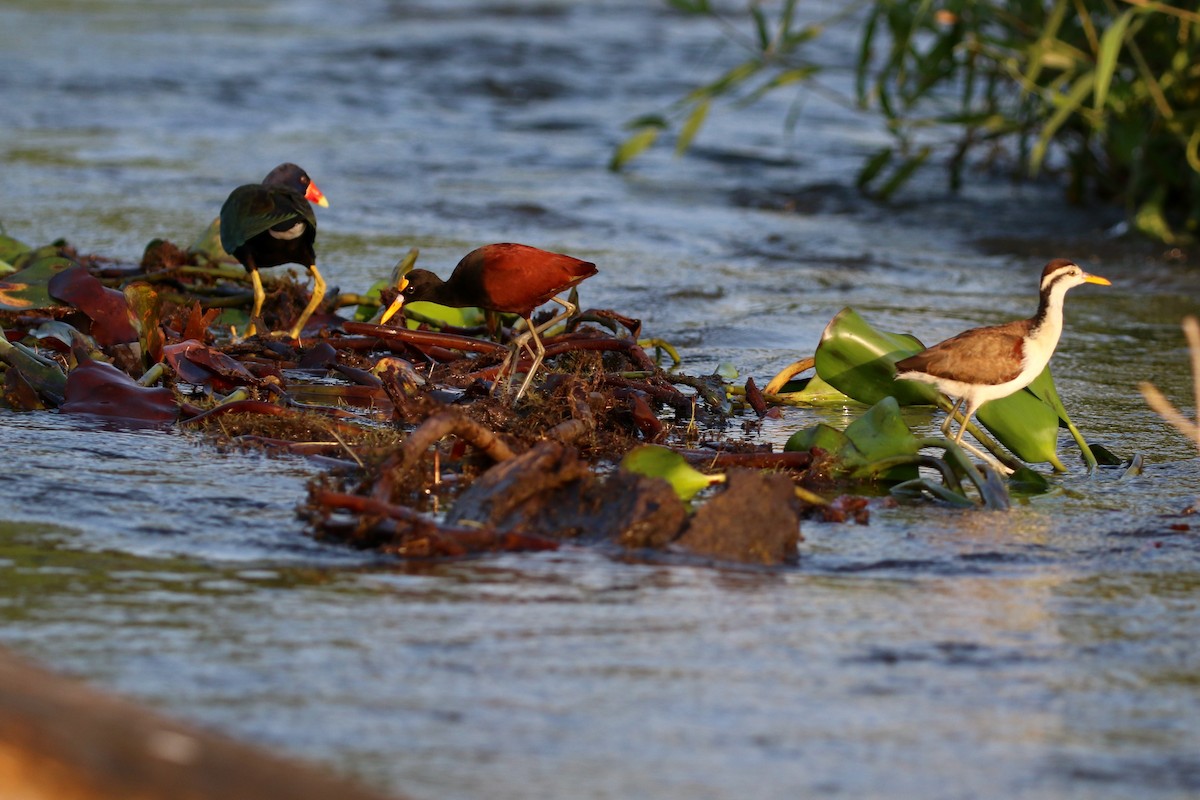 Northern Jacana - ML647005175