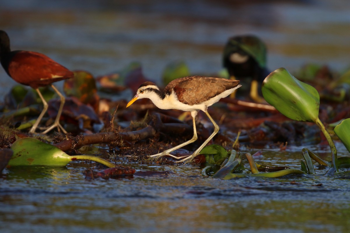 Northern Jacana - ML647005176