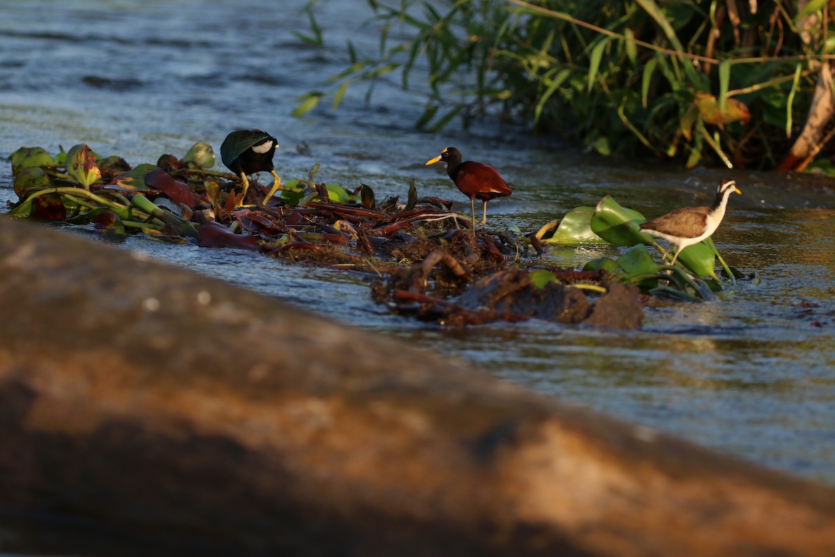 Northern Jacana - ML647005177