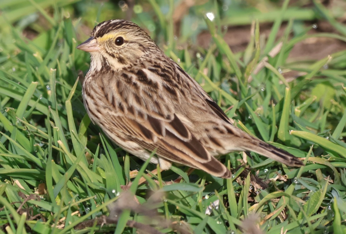 Savannah Sparrow - ML647005178