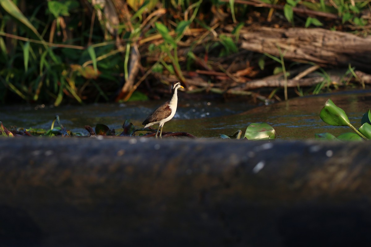 Northern Jacana - ML647005179