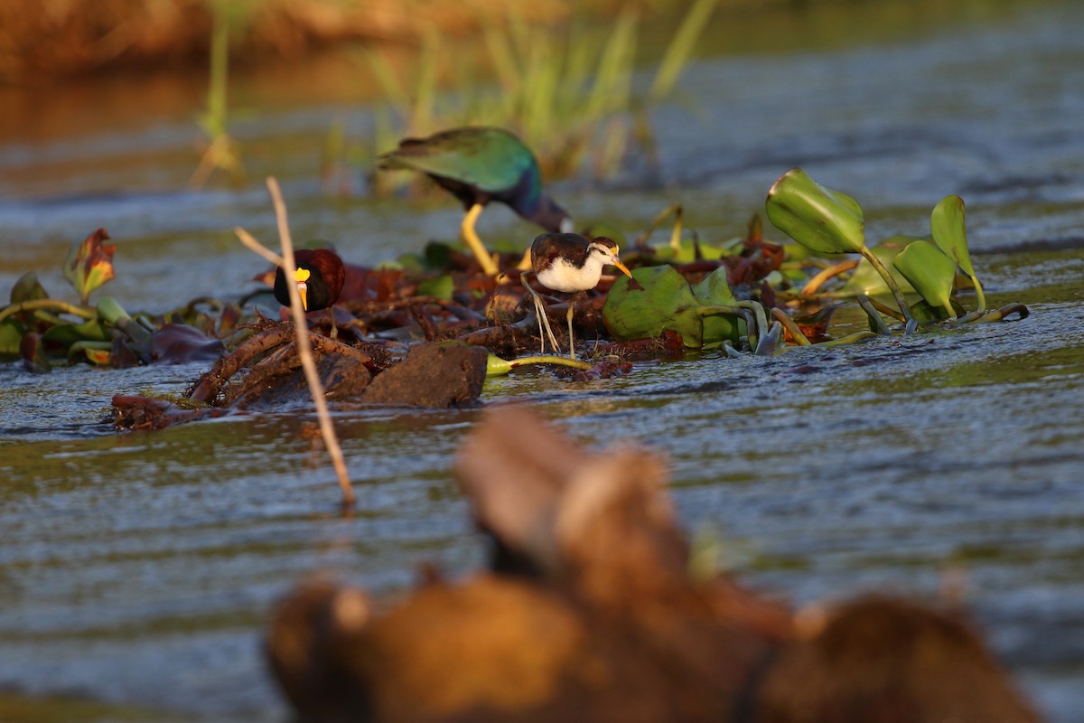 Northern Jacana - ML647005180