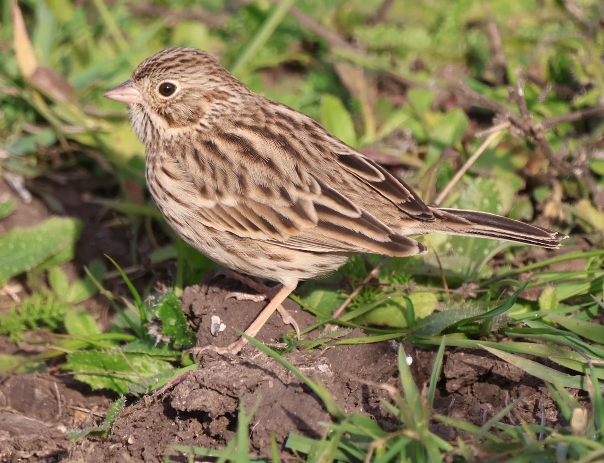 Vesper Sparrow - ML647005187