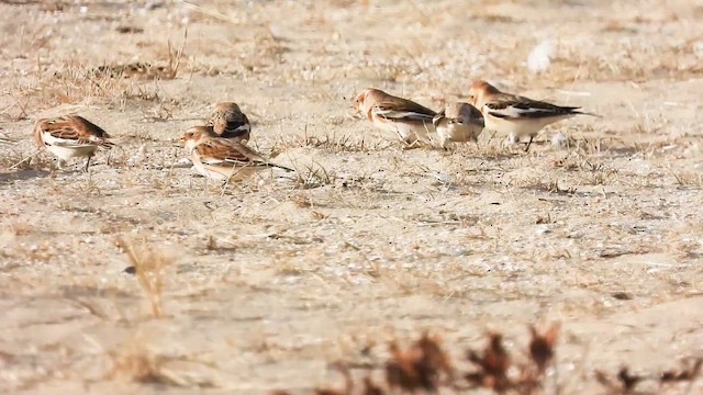 Snow Bunting - ML647005188