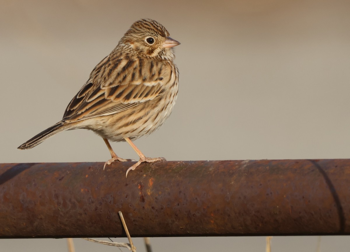 Vesper Sparrow - ML647005202