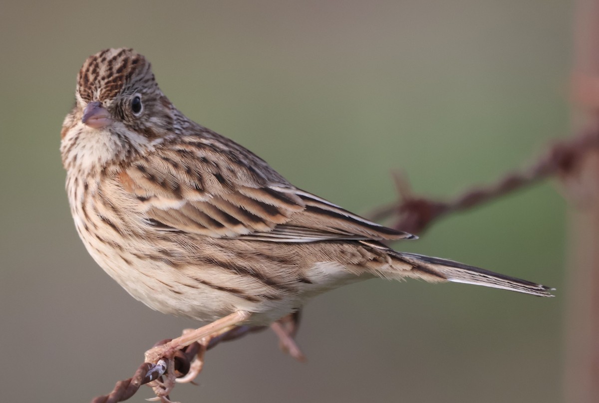 Vesper Sparrow - ML647005203