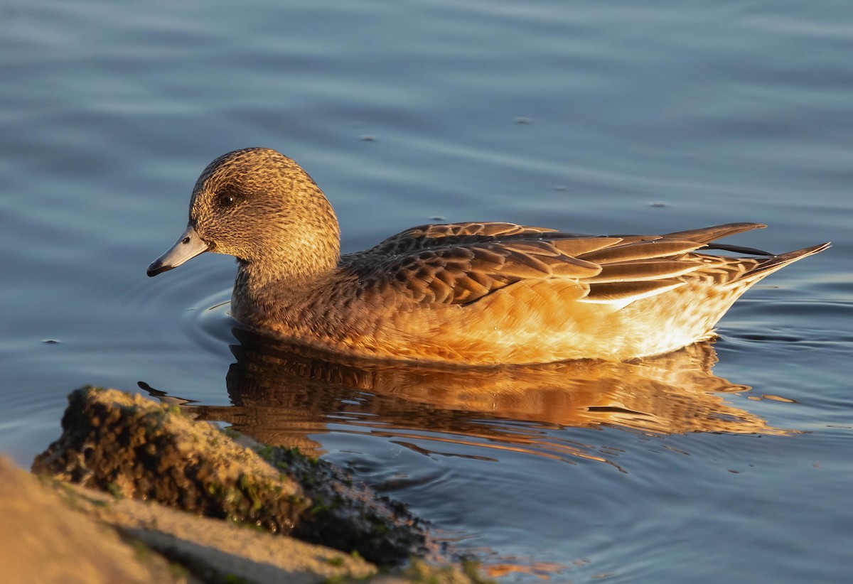 アメリカヒドリ - ML647005205