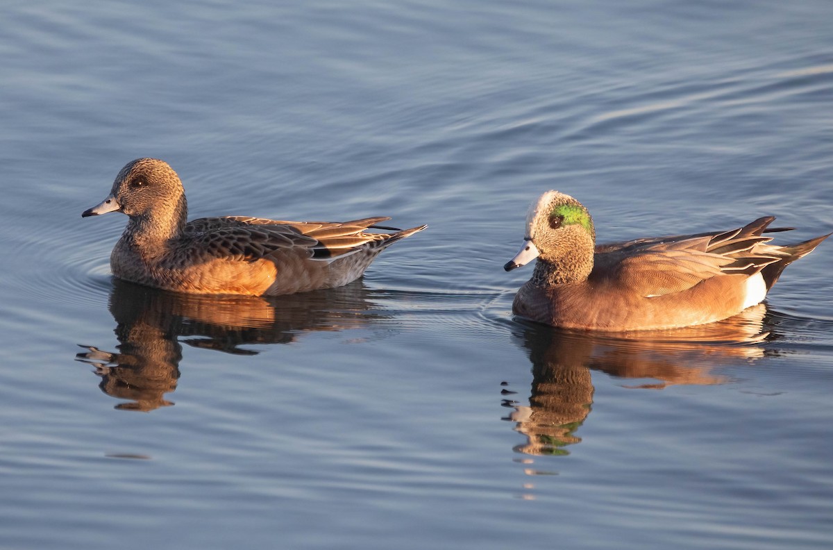 アメリカヒドリ - ML647005206