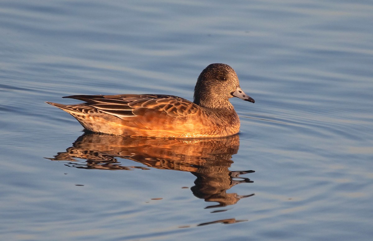 アメリカヒドリ - ML647005207